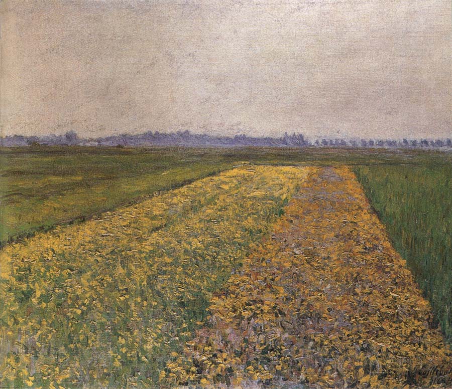 Yellow field